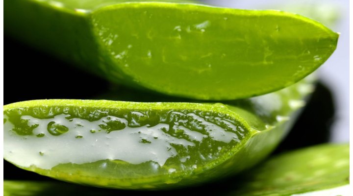 Aloe Vera: curiosità e benefici