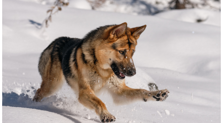 Cane e neve: attenzione all'intossicazione da antigelo