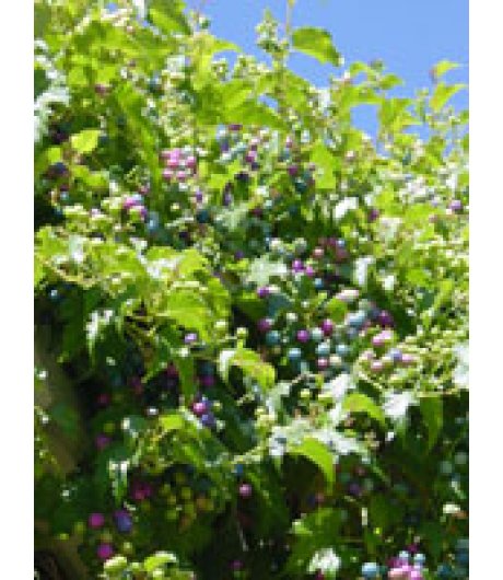 MSA AMPELOPSIS WEITCHII 50ML