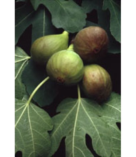 MSA FICUS CARICA 50ML