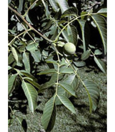MSA JUGLANS REGIA 50ML