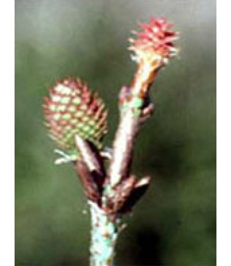 MSA PINUS MONTANA 50ML