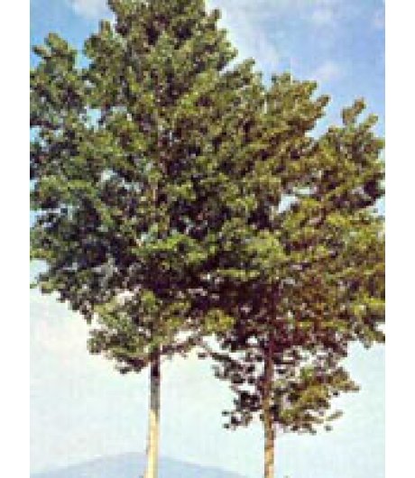 MSA POPULUS NIGRA 50ML