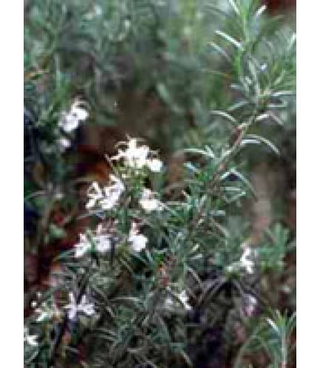 MSA ROSMARINUS OFFIC 50ML