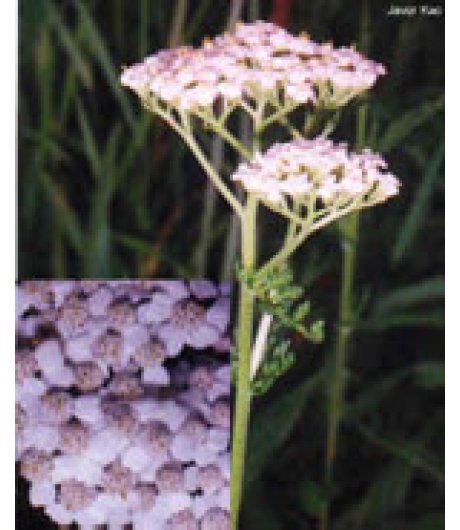 TSA ACHILLEA MILLEFOGLIE 50ML TSA ACHILLEA MILLEFOGLIE 50ML