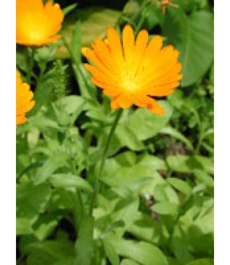 TSA CALENDULA OFFICINALIS 50ML TSA CALENDULA OFFICINALIS 50ML