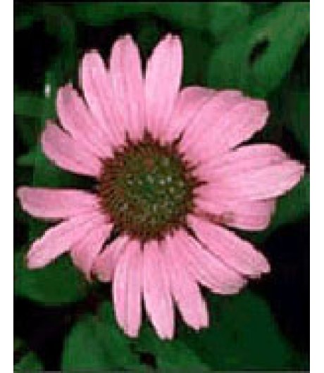 TSA ECHINACEA ANGUSTIFOLIA 50ML TSA ECHINACEA ANGUSTIFOLIA 50ML