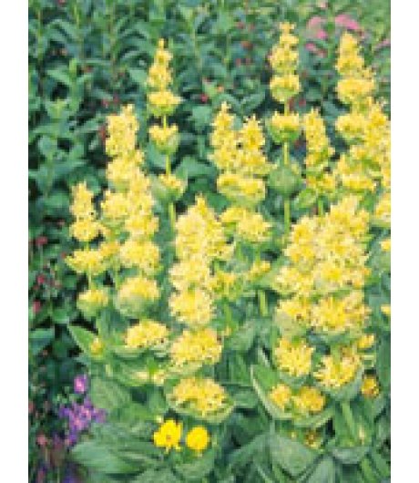 TSA GENTIANA LUTEA 50ML