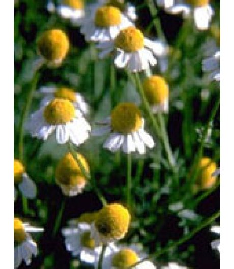TSA MATRICARIA CHAMOMILLA 50ML TSA MATRICARIA CHAMOMILLA 50ML