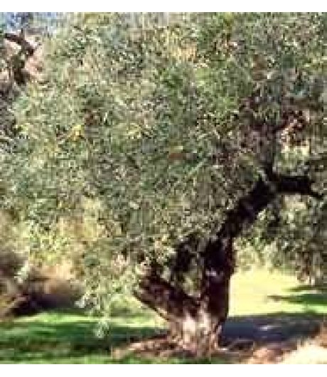 TSA OLEA EUROPEA 50ML TSA OLEA EUROPEA 50ML
