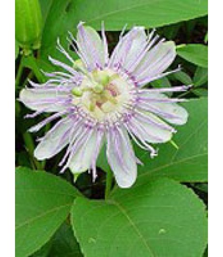 TSA PASSIFLORA INCARNATA 50ML TSA PASSIFLORA INCARNATA 50ML