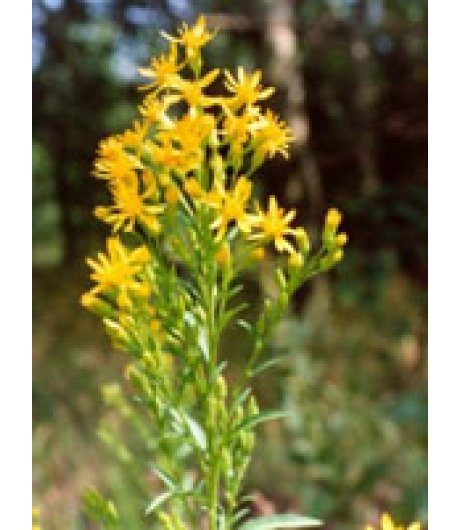 TSA SOLIDAGO VIRGAUREA 50ML