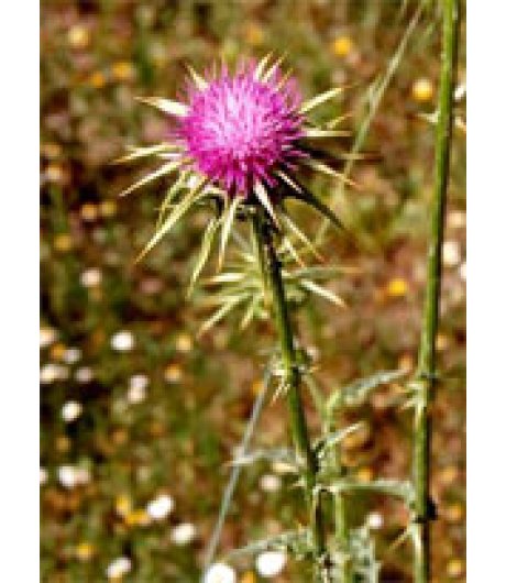 TSA SYLIBUM MARIANUM 50ML TSA SYLIBUM MARIANUM 50ML