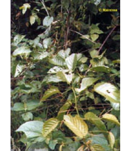 TSA UNCARIA TOMENTOSA 50ML TSA UNCARIA TOMENTOSA 50ML