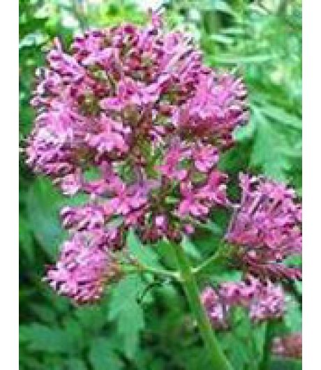 TSA VALERIANA OFFICINALIS 50ML TSA VALERIANA OFFICINALIS 50ML