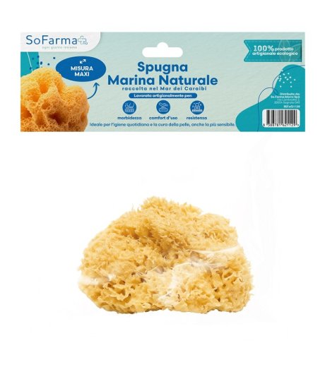 SPUGNA MARINA NATURALE MAXI SF+ SPUGNA MARINA NATURALE MAXI SF+