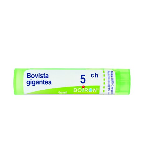 BOVISTA GIGANTEA*GRAN 5CH 4G AIC BOVISTA GIGANTEA*GRAN 5CH 4G AIC