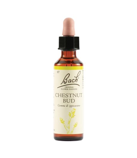 CHESTNUT BUD BACH ORIG 20ML