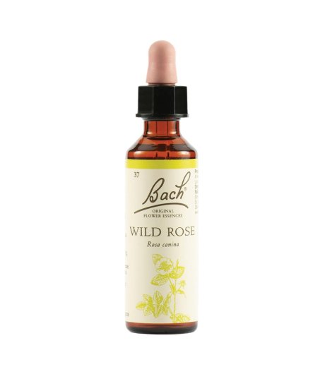 WILD ROSE BACH ORIG 20ML