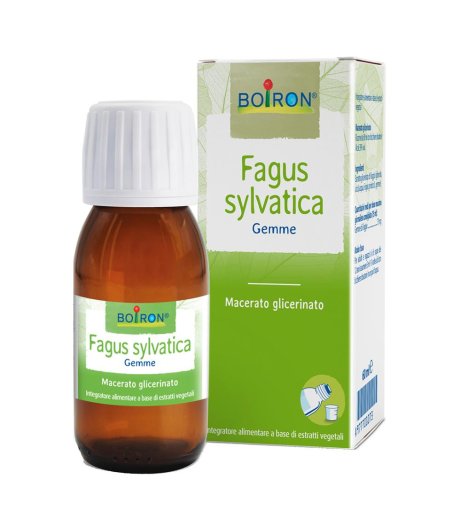 FAGUS SYLVATICA MG 60ML INT